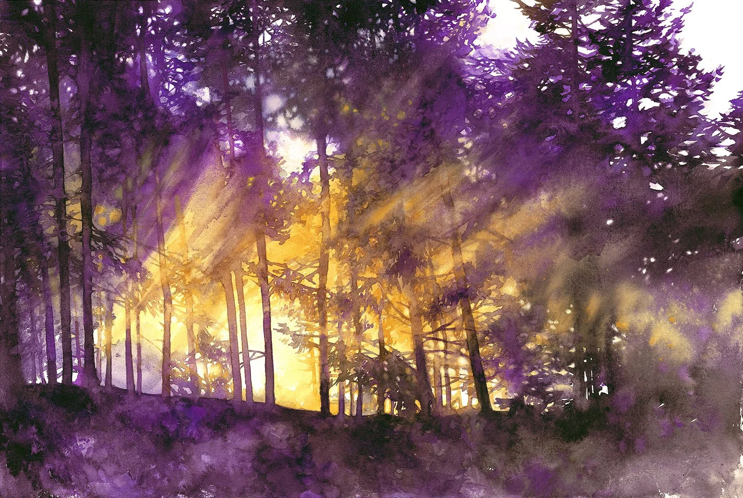 Light Shining Through the Purple Trees