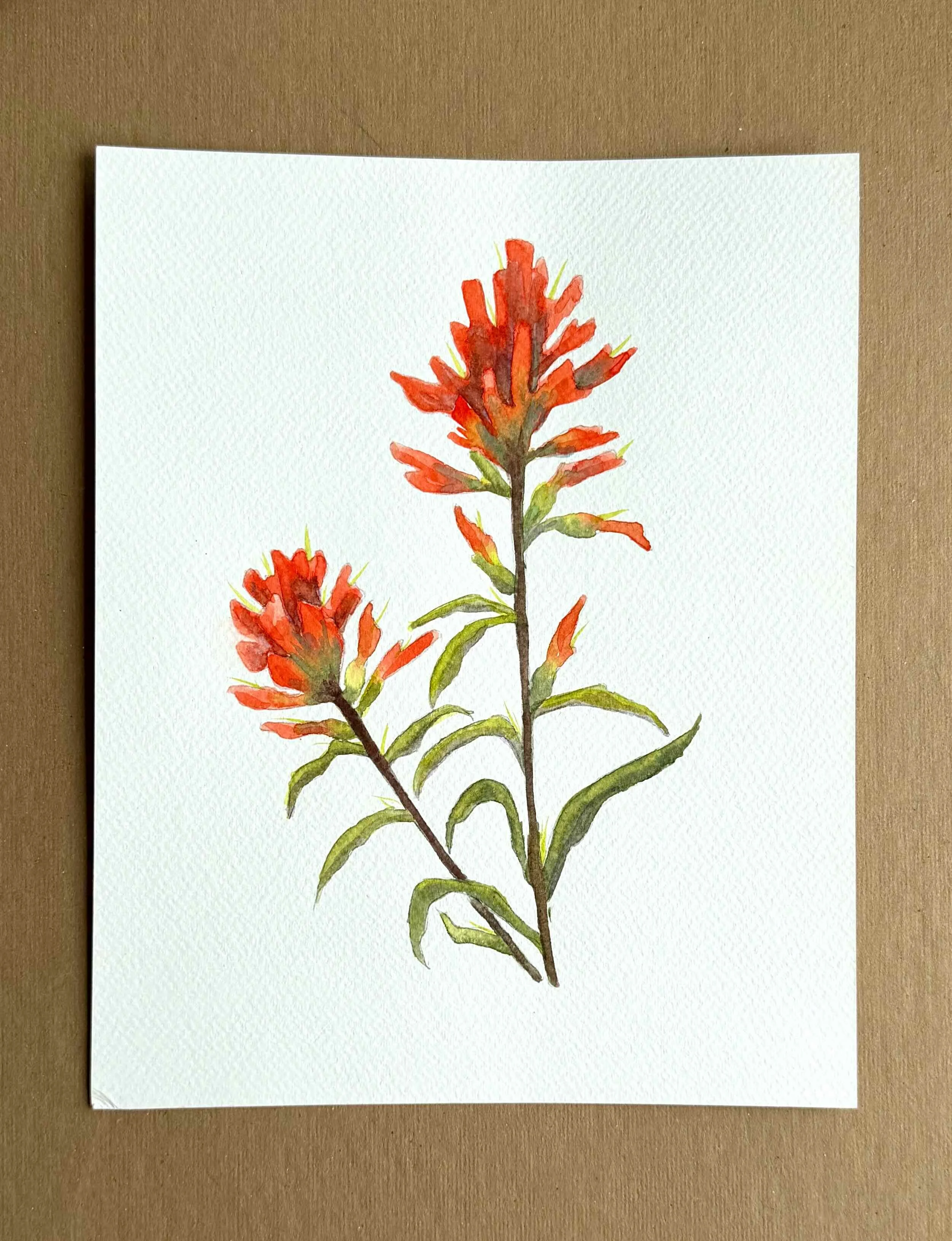 Indian Paintbrush