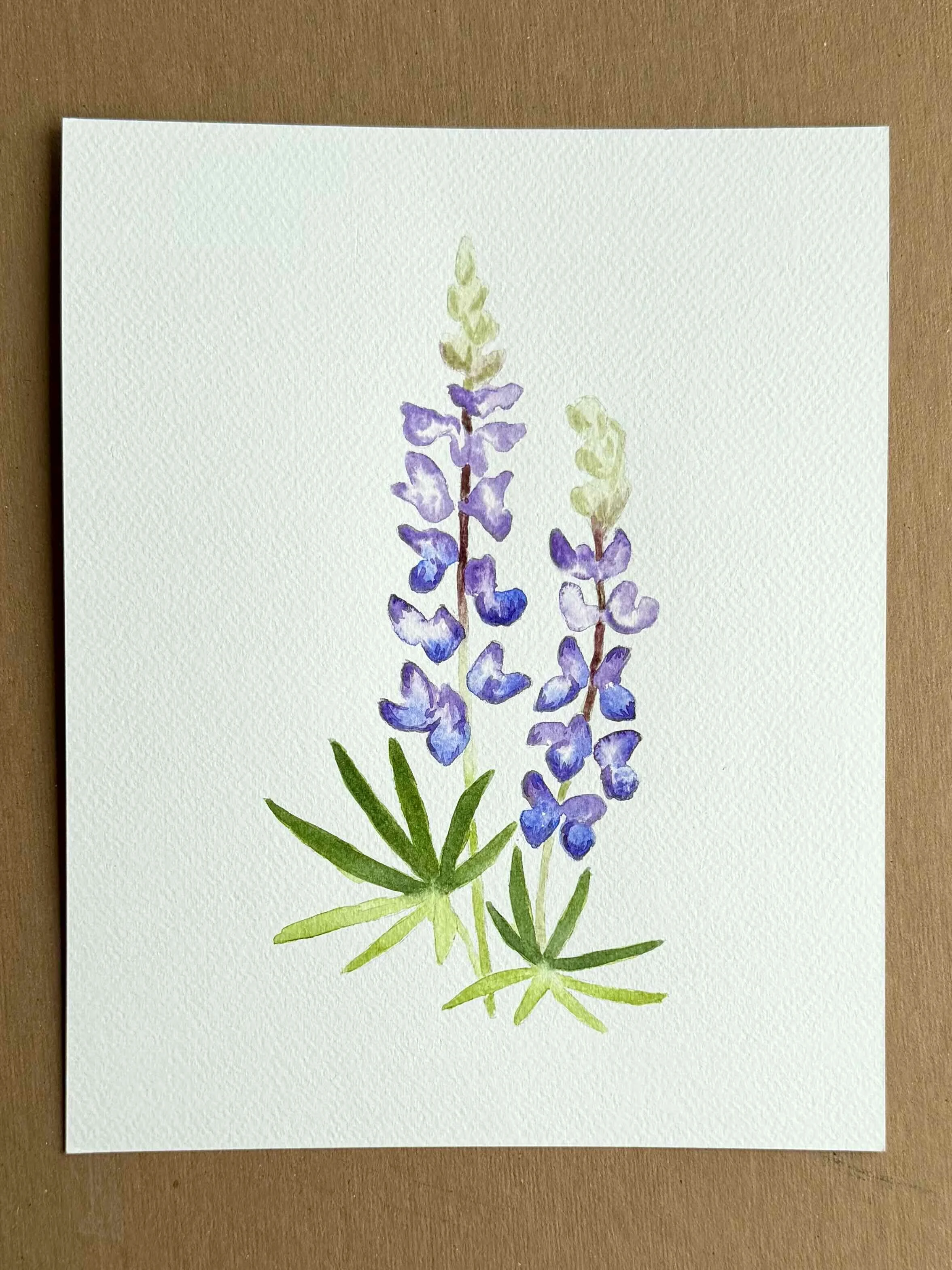 Lupine