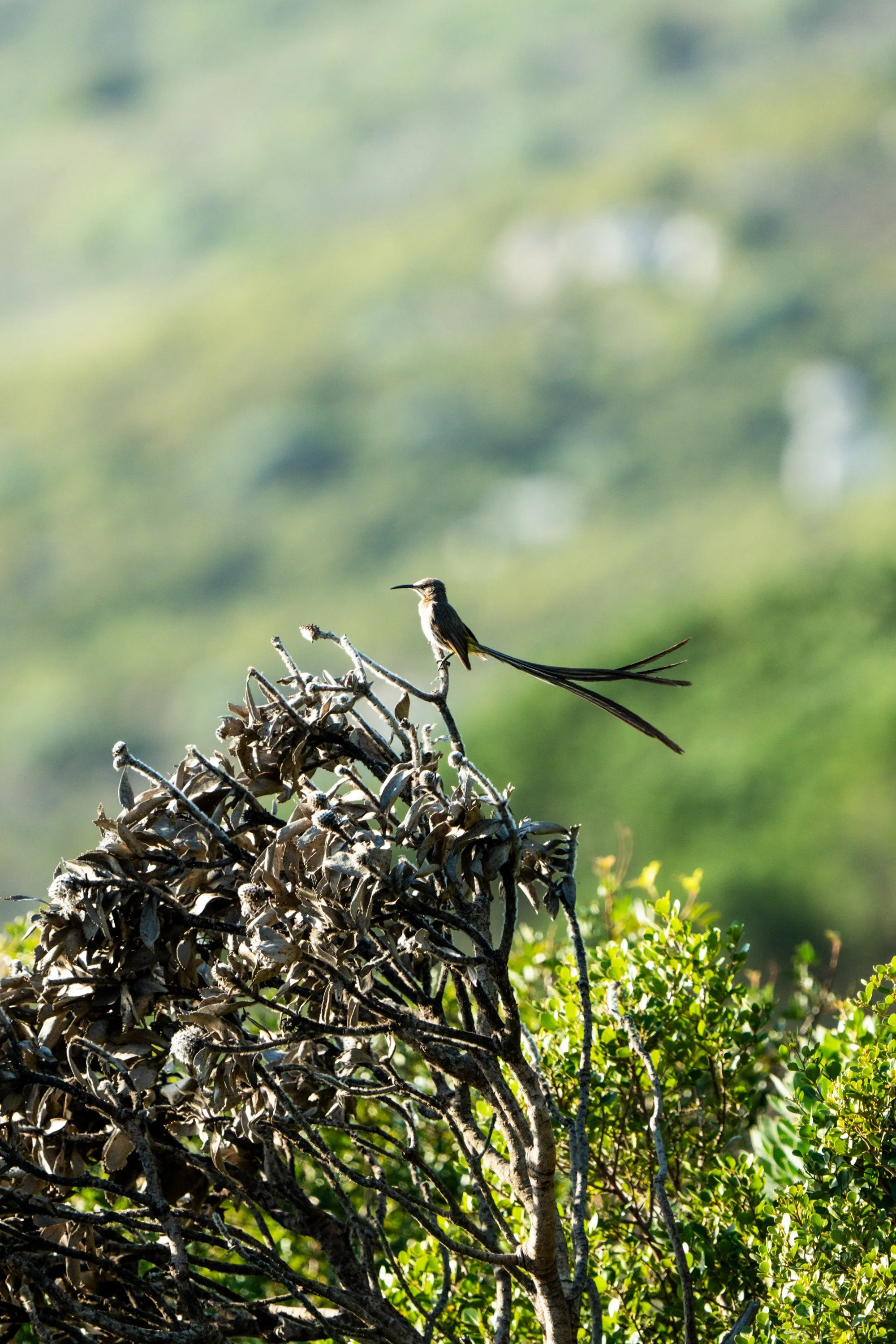 2025-06 SA M. Widenka-196.jpg