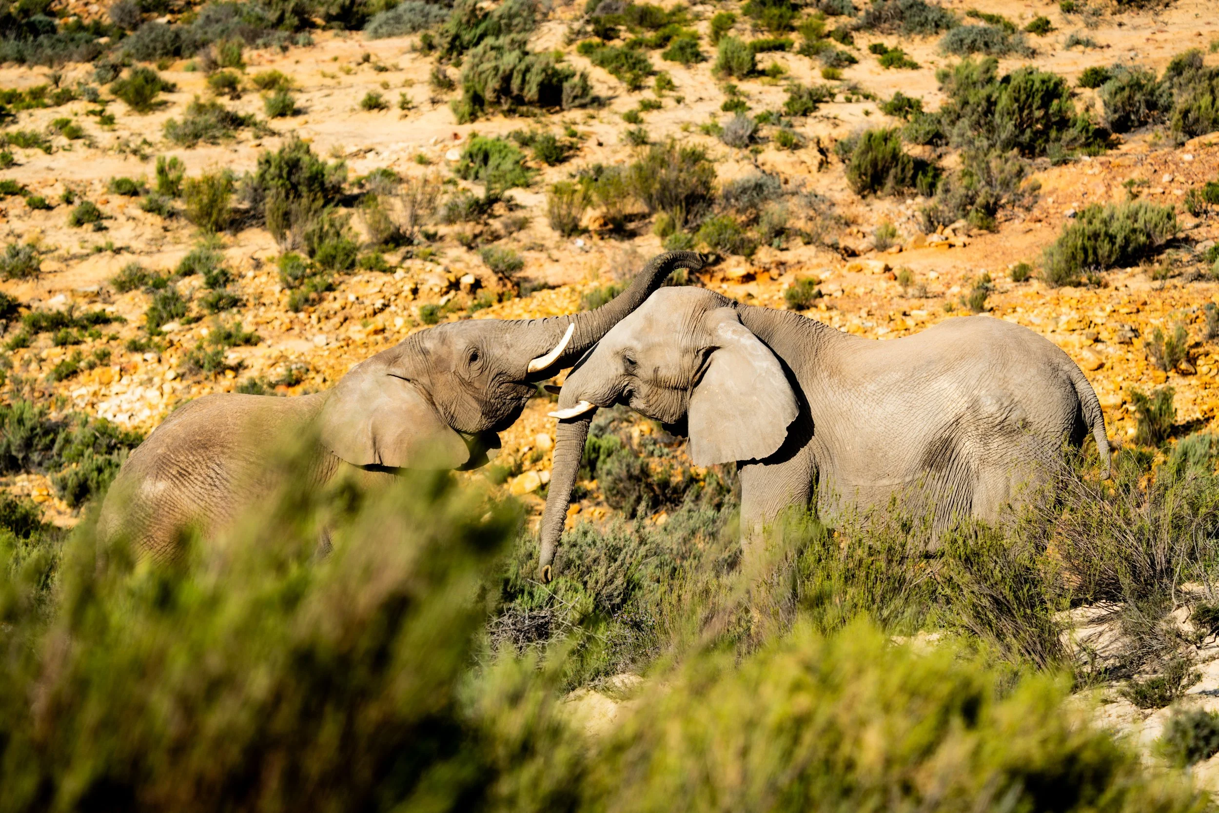 2025-06 SA M. Widenka-284.jpg