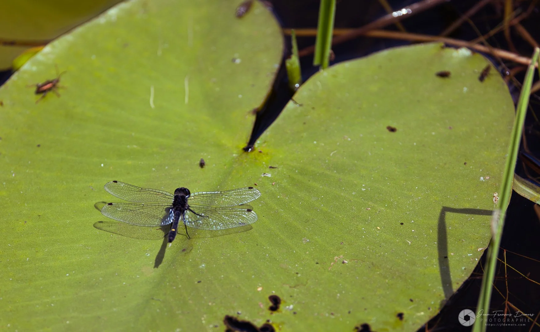 Libellule sur un nénuphar