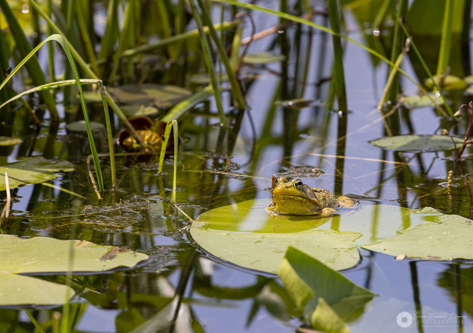 Grenouille sur un nénuphar
