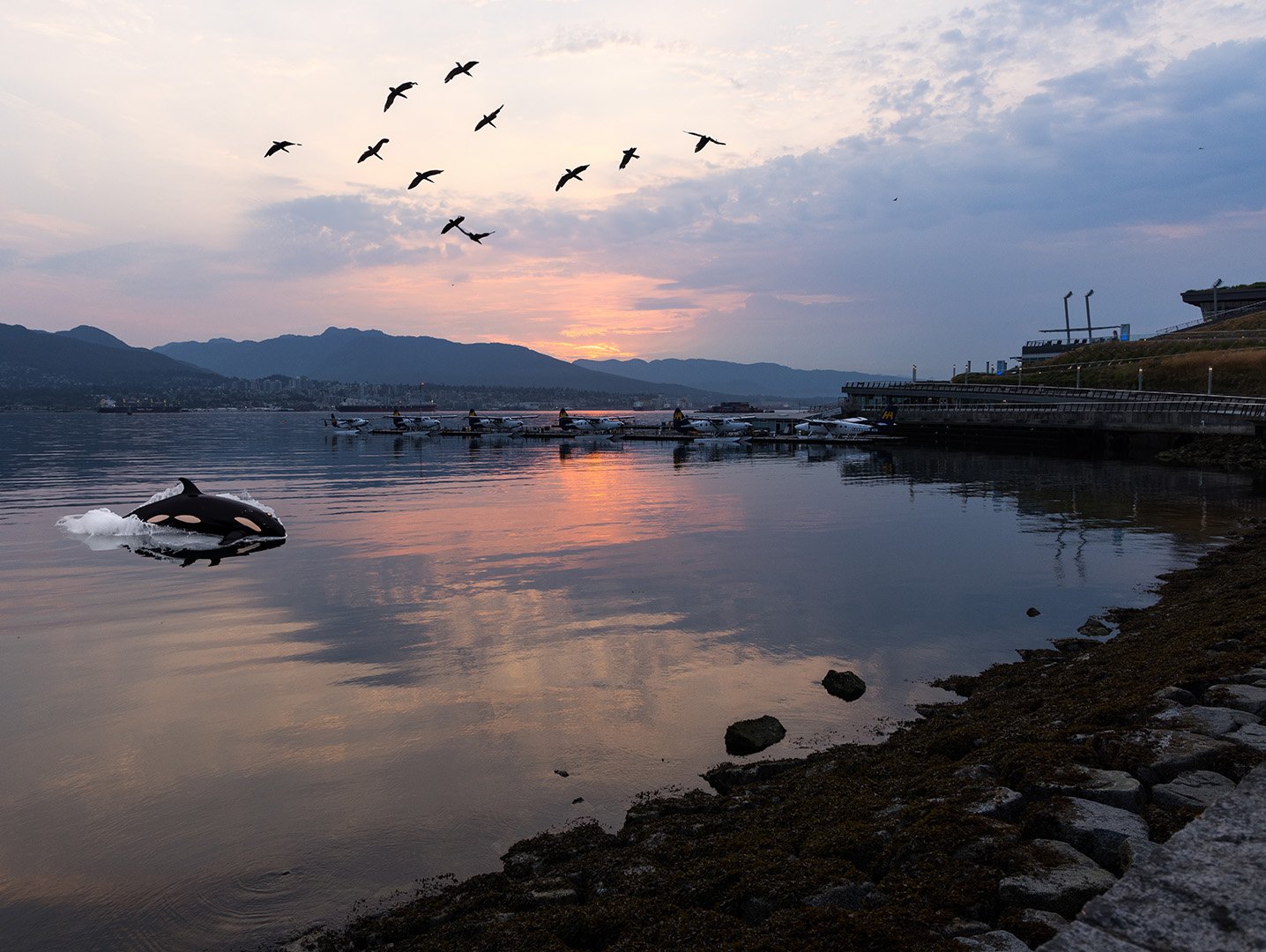 Vancouver, avec oiseux exotiques et orque