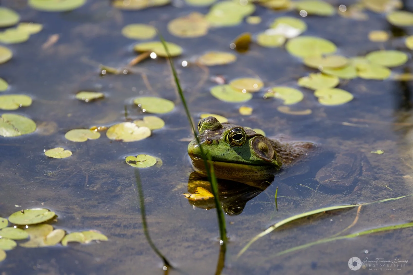 Grenouille dans l'eau