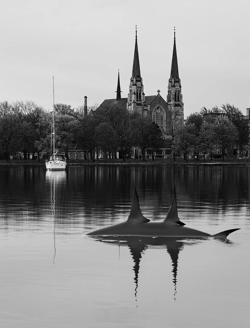 Baie St-François, avec un requin blanc