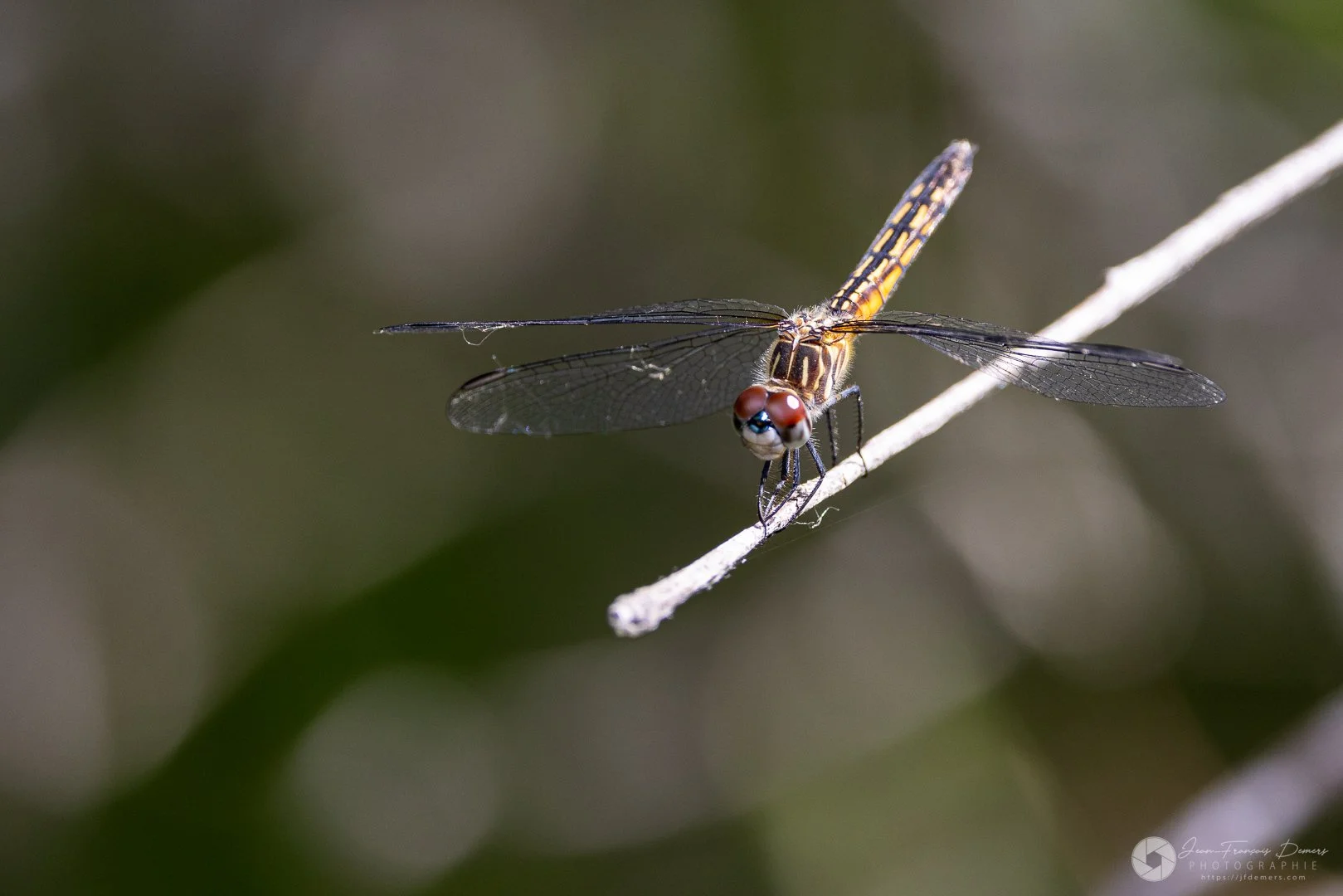 Libellule sur une branche