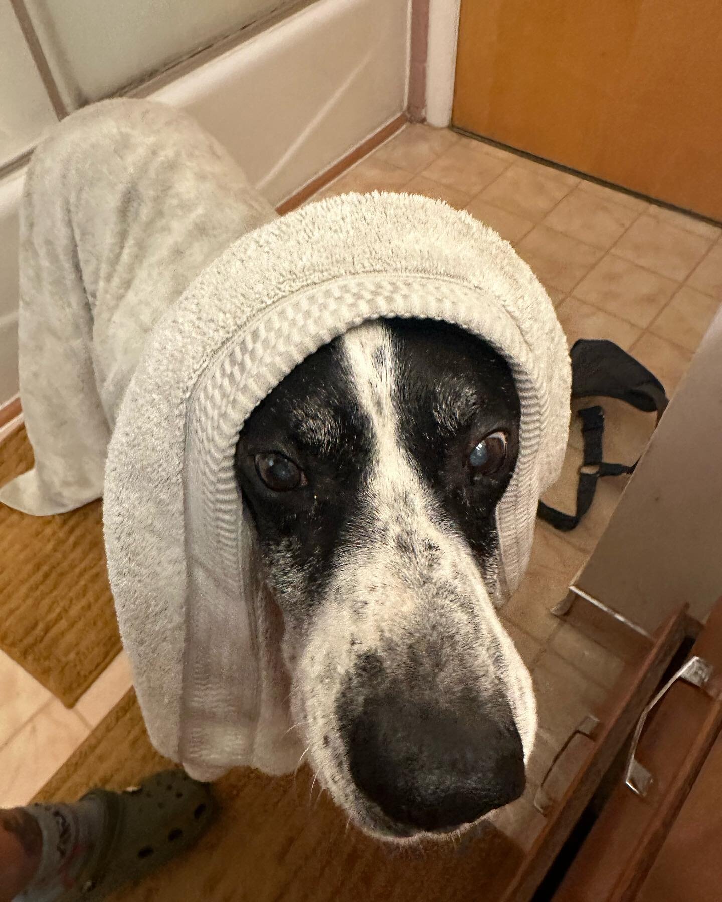 Jenkins wants to let you all know to be careful for scammers. 

He got lured into a bathroom yesterday with peanut butter and ended up with a bath. He&rsquo;s really embarrassed he got scammed and wants you all to be aware! 

______ 
 Paypal: goldenb