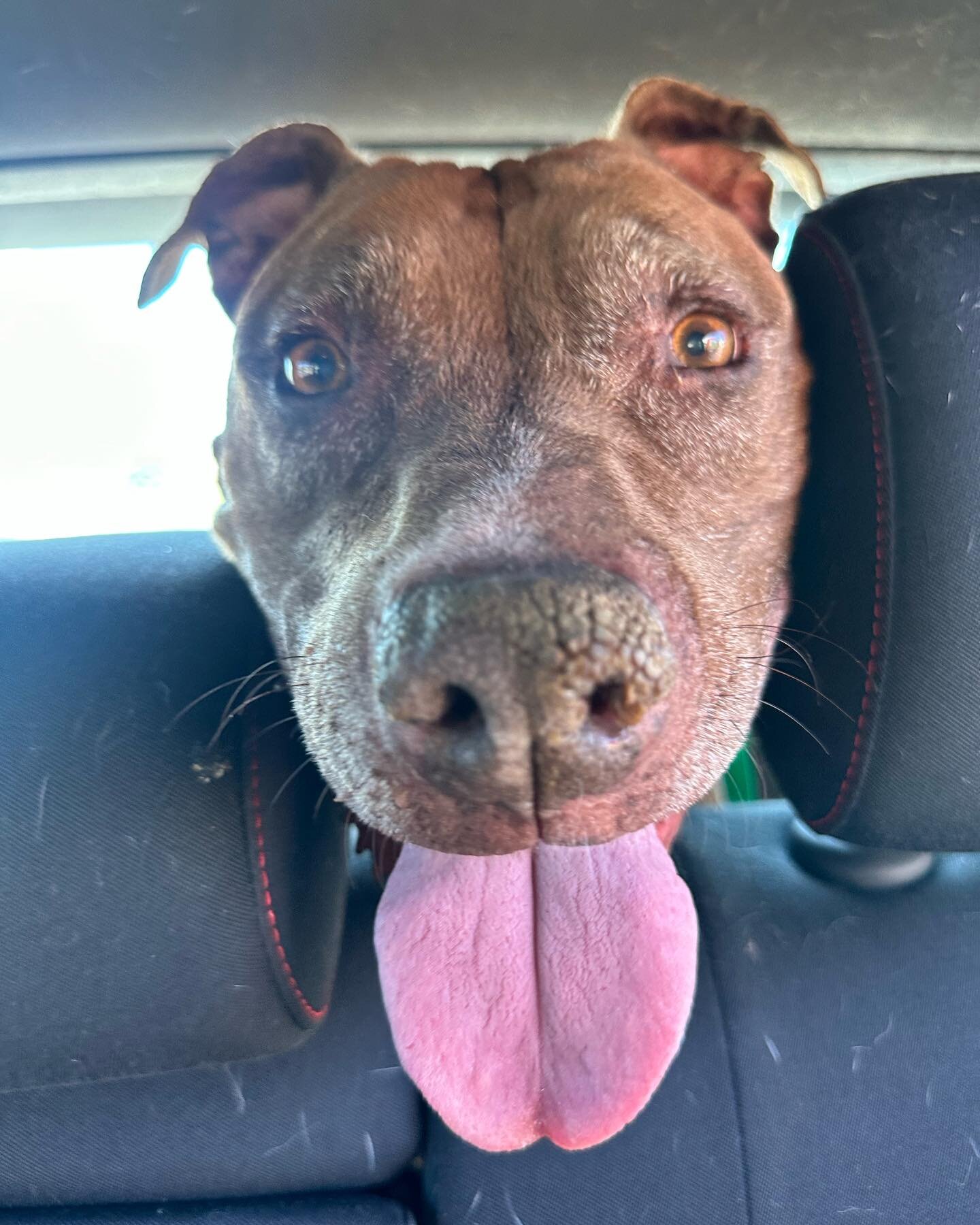 Welcome the newest member of @goldenparkfoundation, Maeve. We gave her a more dignified name because she&rsquo;s a dignified lady 🤍 

She&rsquo;s a 13 year old pitty mix. Maeve is a dog that was found as a stray after getting away from home on a reg
