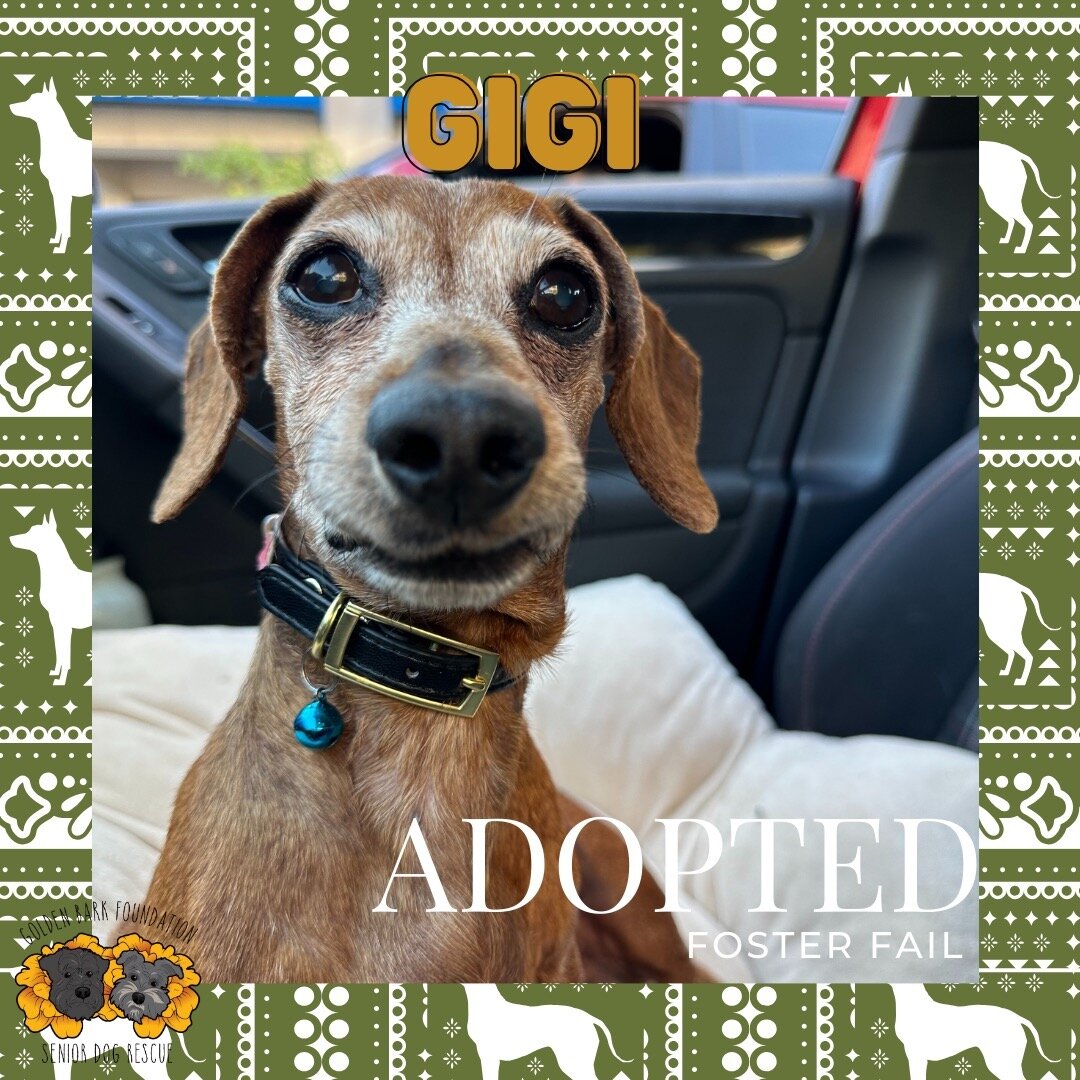 Congratulations Gigi on being adopted by her foster mom! 

From the moment Gigi got to her foster home, her family fell in love with her! We&rsquo;re so happy for her and wish Gigi the best retirement! 

______ 
 Paypal: goldenbarkfoundation@gmail.co