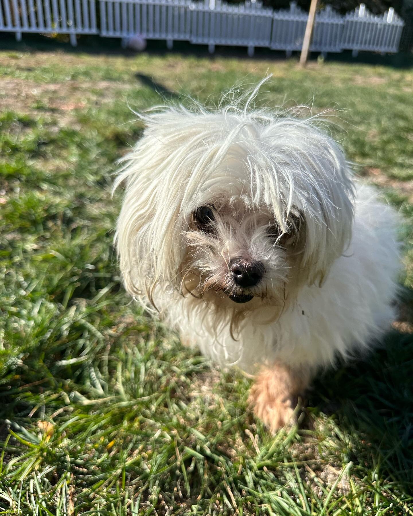 Meet the newest member of @goldenbarkfoundation, Winnie! 

She&rsquo;s a tiny shy gal we picked up from the shelter yesterday. Her coat was fully matted, her eye is covered in goo, and her back leg doesn&rsquo;t work. 

Her history is a little sad. H