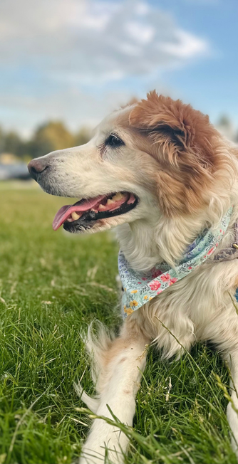 In Loving Memory of Willow