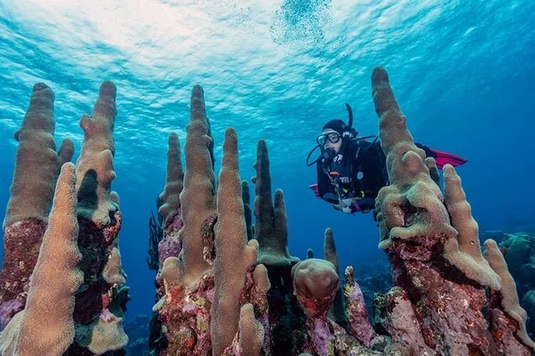 curacao-scuba-diving-title.jpg