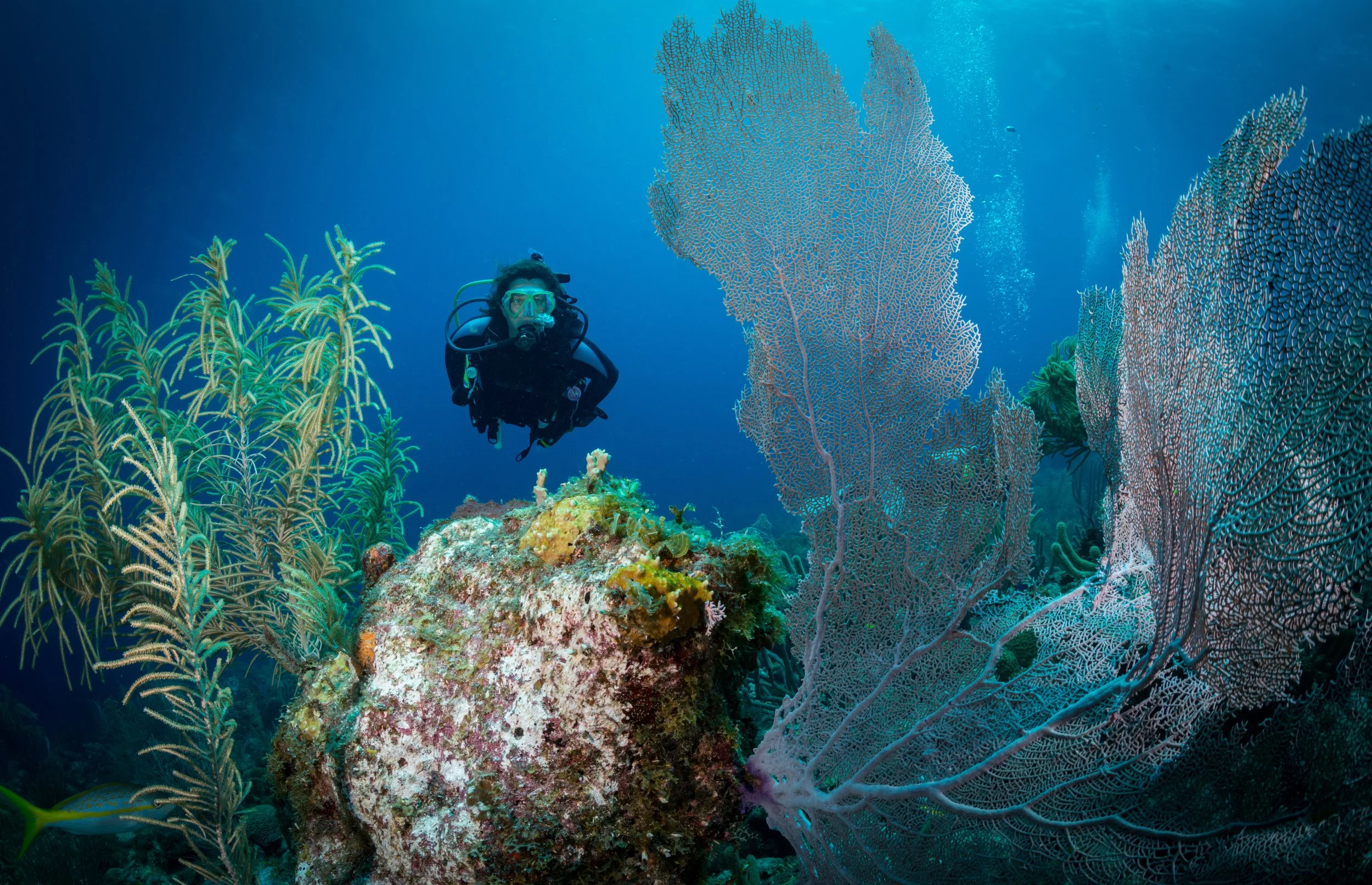 A scuba diver exploring vibrant coral reef with various types of coral, rocks, and a fish in the background.