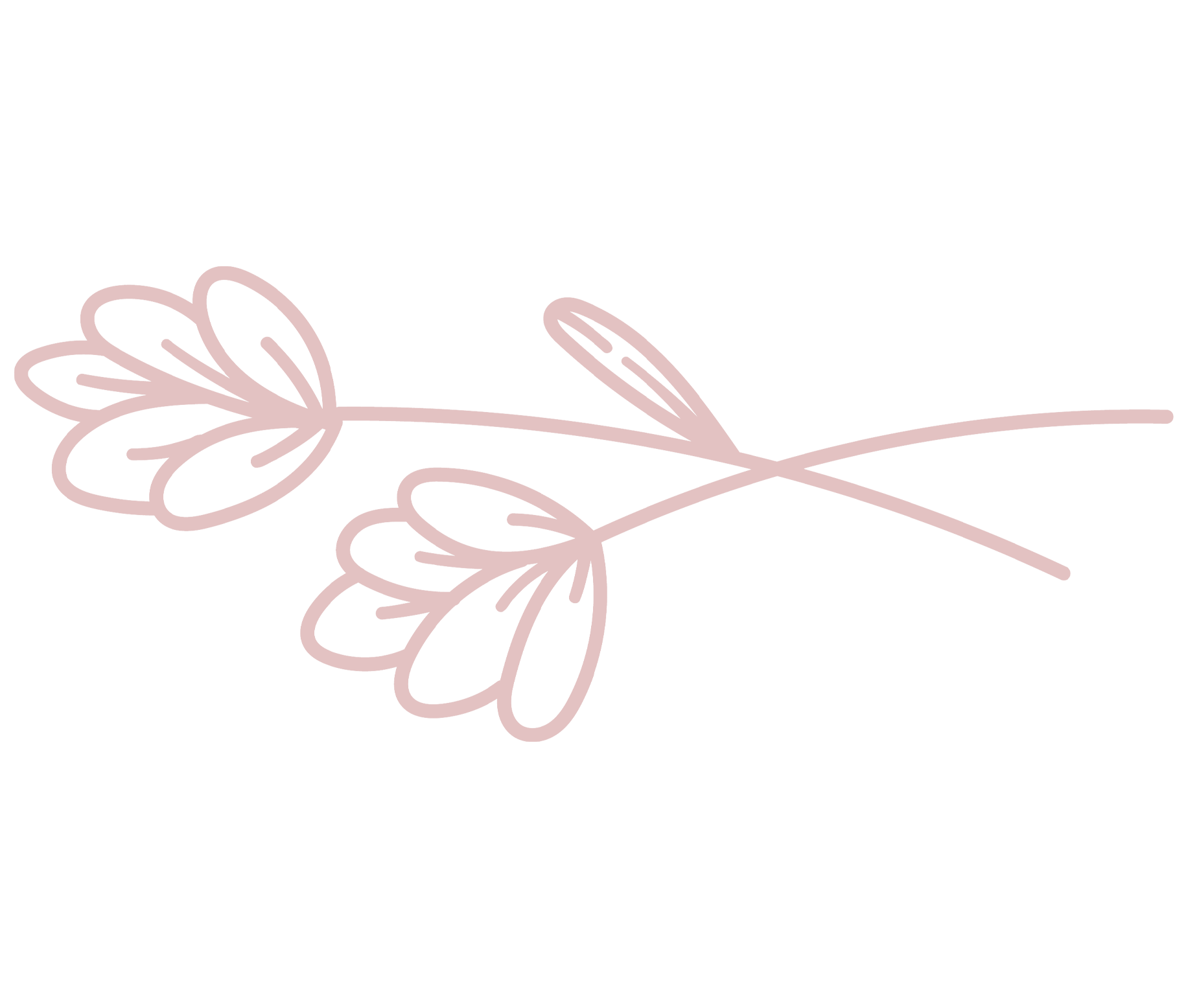 Line drawing of lavender sprigs with elongated leaves on a black background.