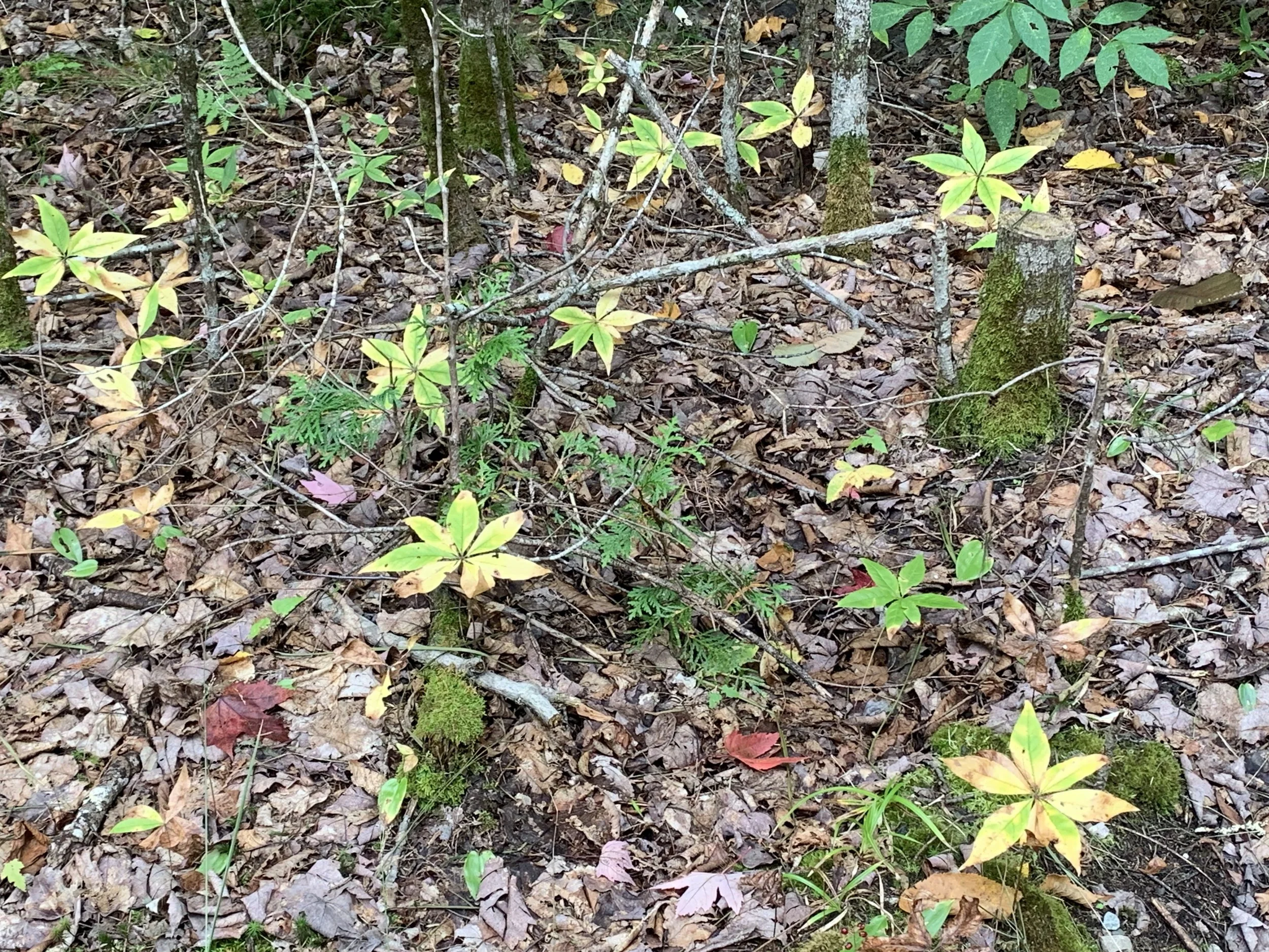 IMG_3233.jpeg