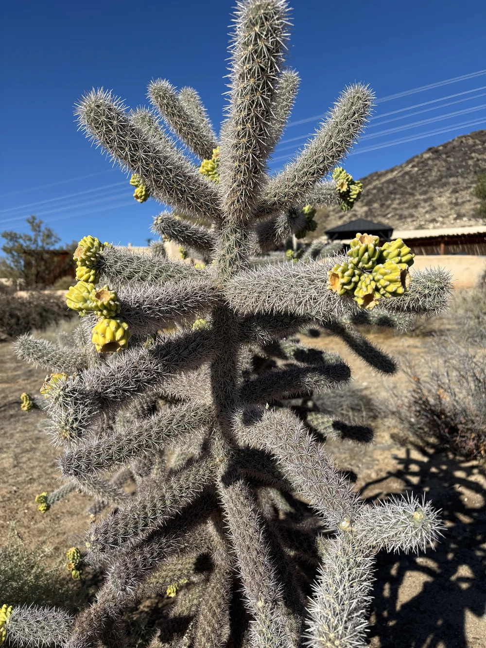 Cane Cholla in flower at the Petroglyph National Monument