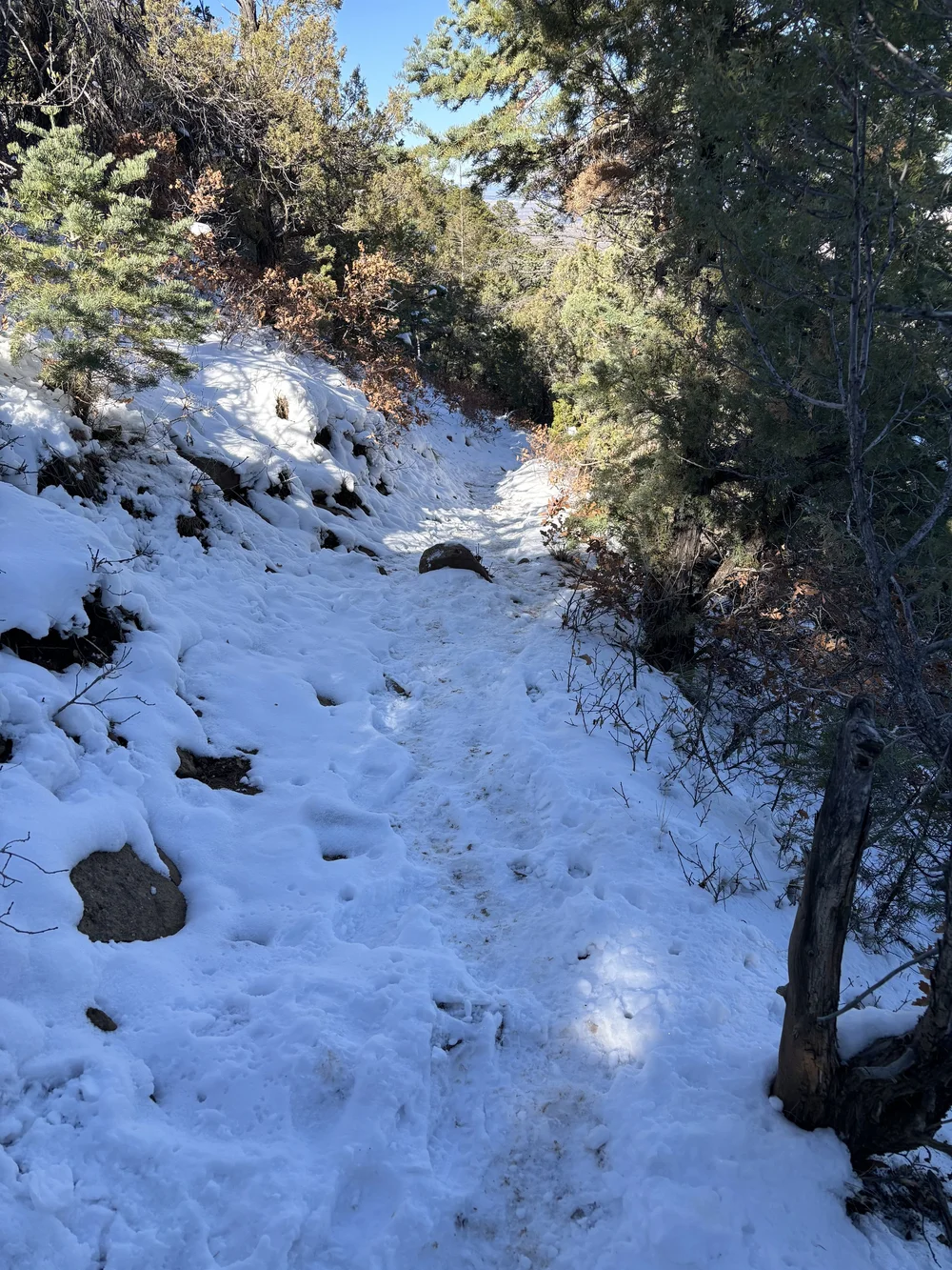 The north side of the Desiderio Loop trail: 8200 foot elevation above Taos