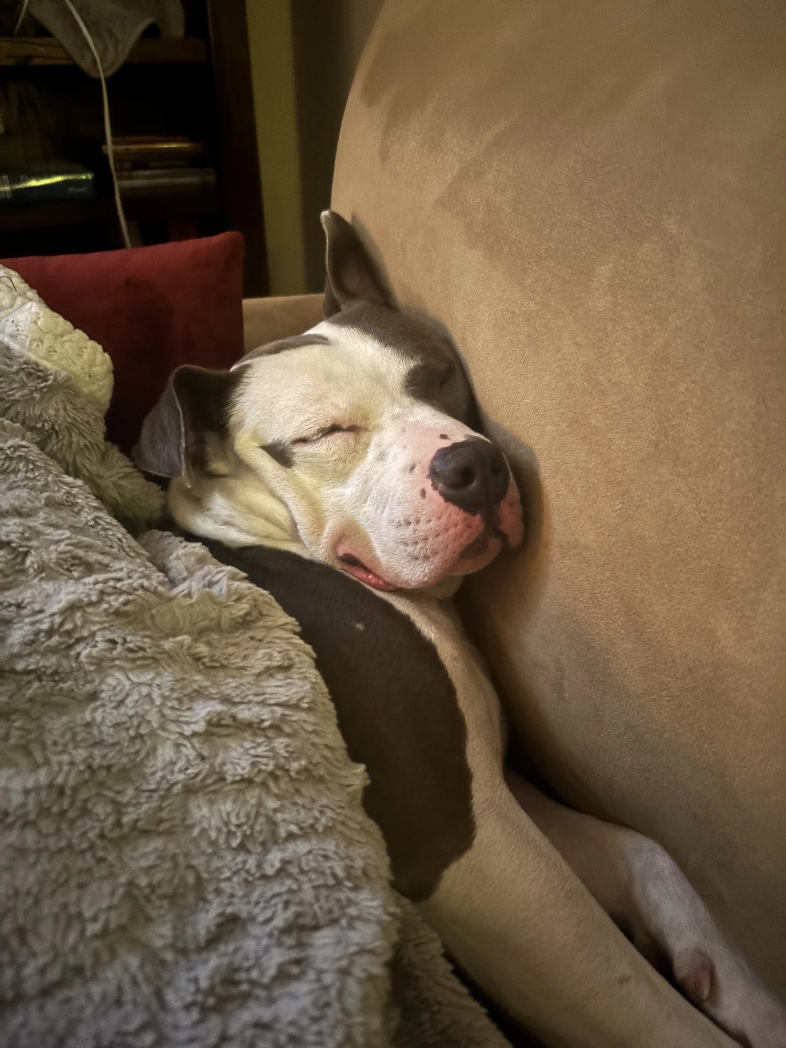 What a Dog Fight Taught Me About Being a Leader (and Healing)