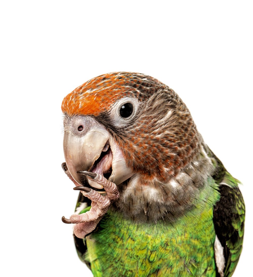 charlie-nunn-photography-animals-portraits-los-angeles-california (9).jpg