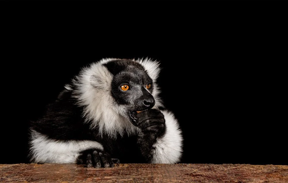 charlie-nunn-photography-animals-portraits-los-angeles-california (3).jpg