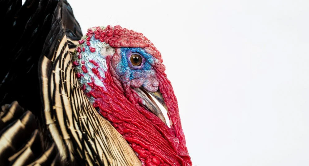 charlie-nunn-photography-animals-portraits-los-angeles-california (8).jpg