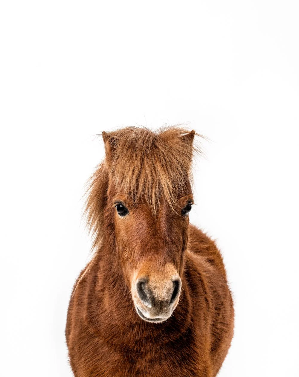 charlie-nunn-photography-animals-portraits-los-angeles-california (13).jpg
