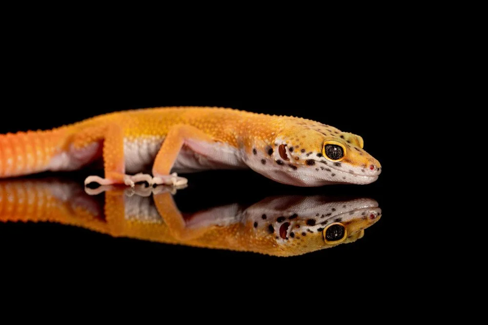 charlie-nunn-photography-animals-portraits-los-angeles-california (29).jpg