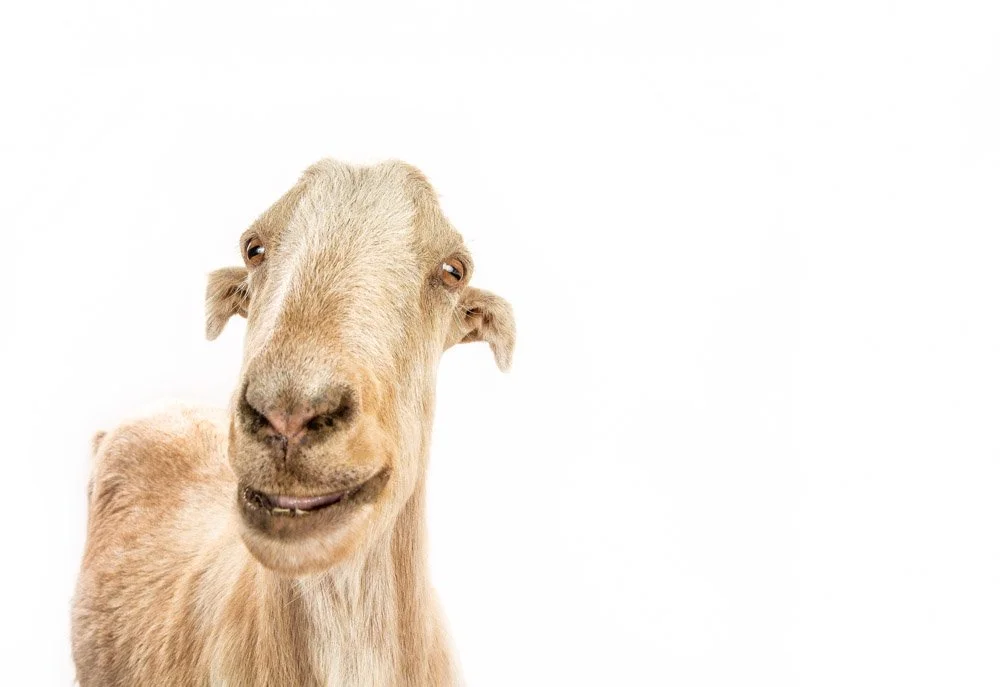 charlie-nunn-photography-animals-portraits-los-angeles-california (18).jpg