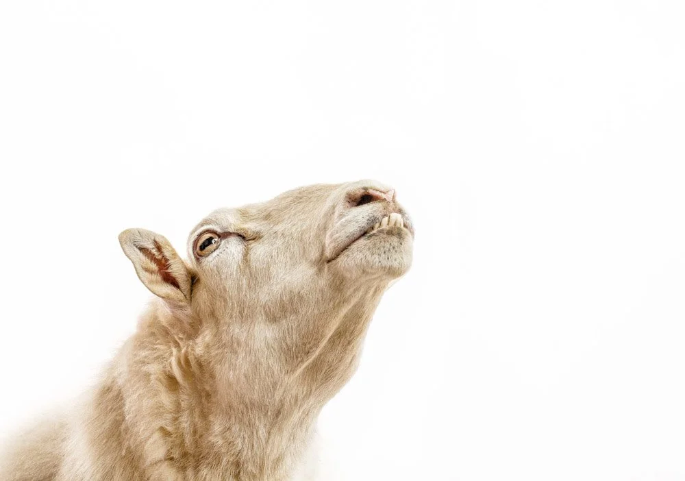charlie-nunn-photography-animals-portraits-los-angeles-california (14).jpg