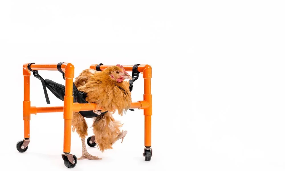charlie-nunn-photography-animals-portraits-los-angeles-california (16).jpg