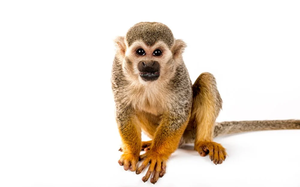 charlie-nunn-photography-animals-portraits-los-angeles-california (23).jpg