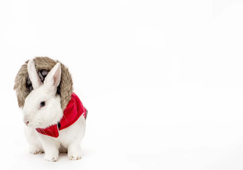 charlie-nunn-photography-animals-portraits-los-angeles-california (10).jpg