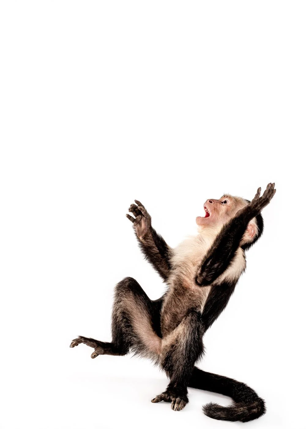 charlie-nunn-photography-animals-portraits-los-angeles-california (20).jpg