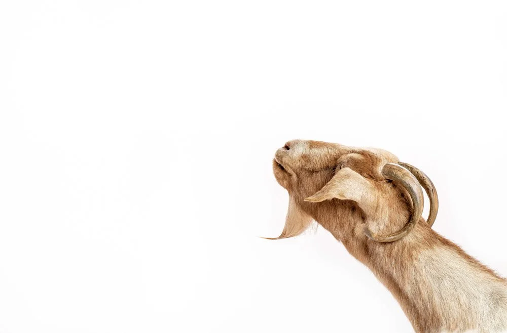 charlie-nunn-photography-animals-portraits-los-angeles-california (12).jpg