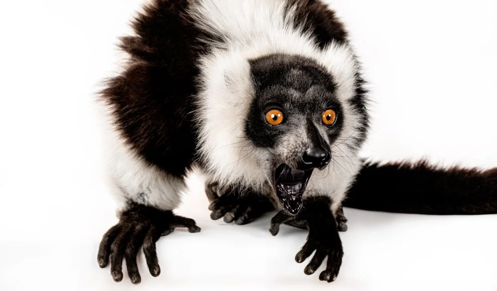 charlie-nunn-photography-animals-portraits-los-angeles-california (19).jpg