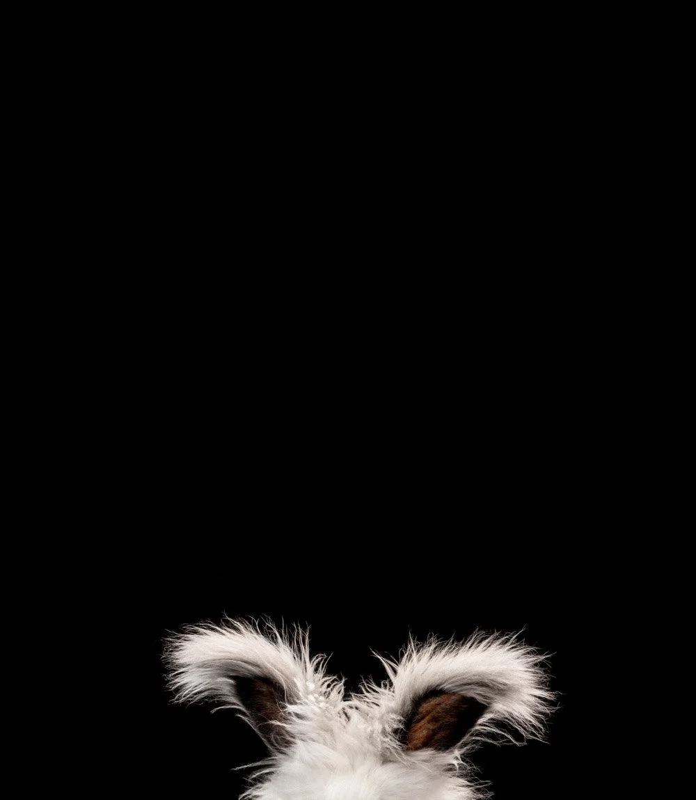 charlie-nunn-photography-animals-portraits-los-angeles-california (33).jpg