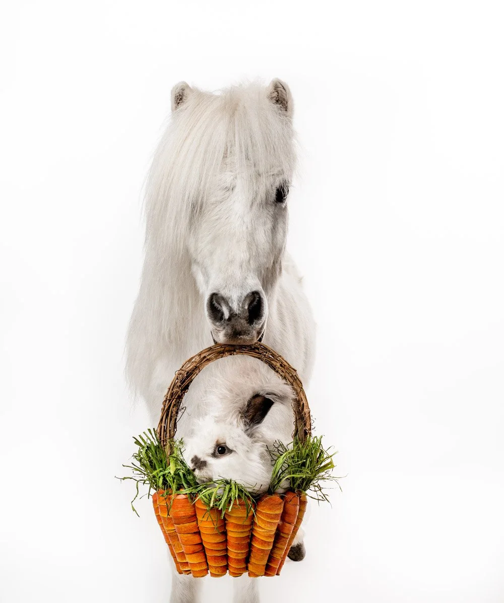 charlie-nunn-photography-animals-portraits-los-angeles-california (15).jpg