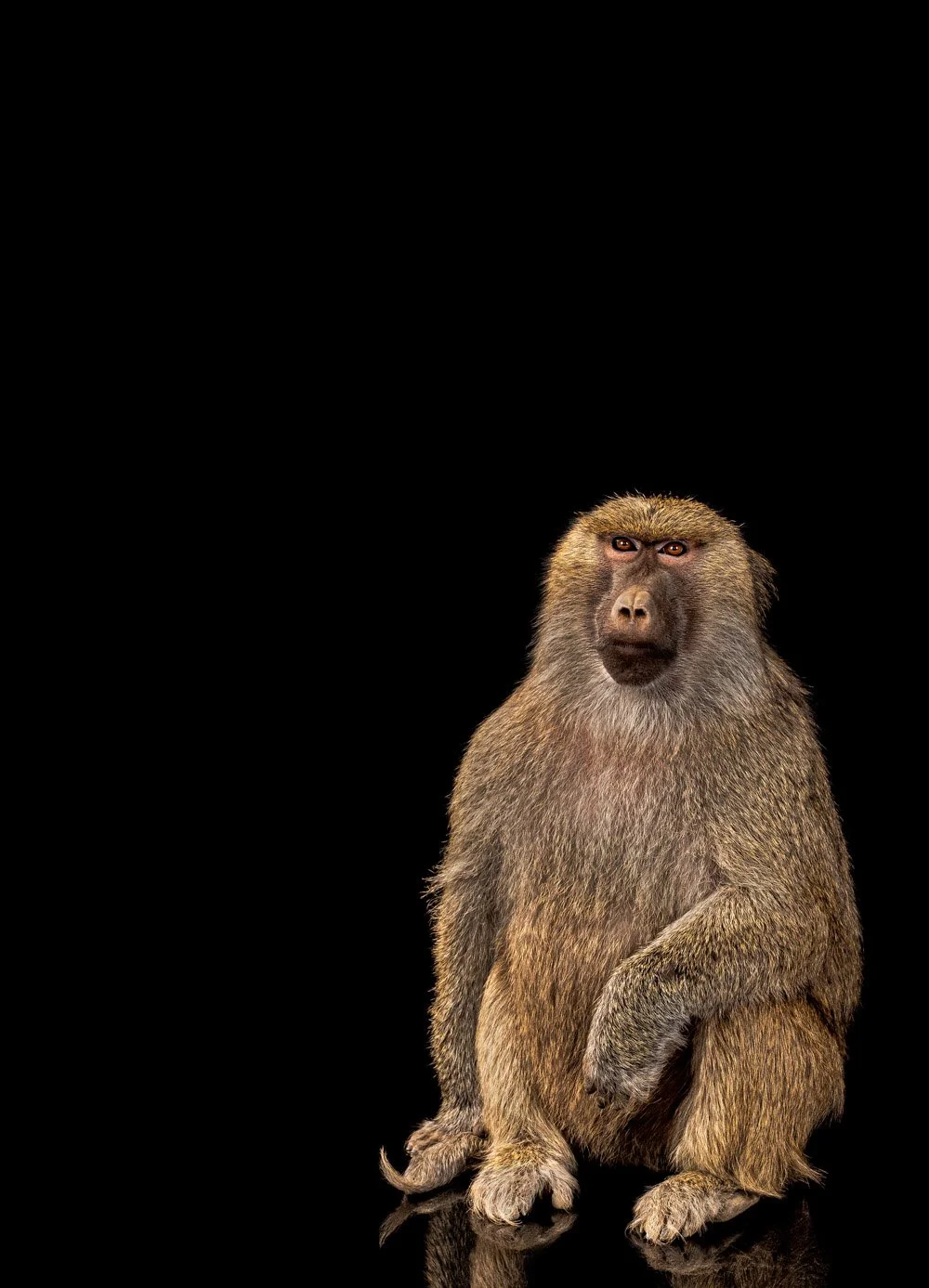 charlie-nunn-photography-animals-portraits-los-angeles-california (22).jpg