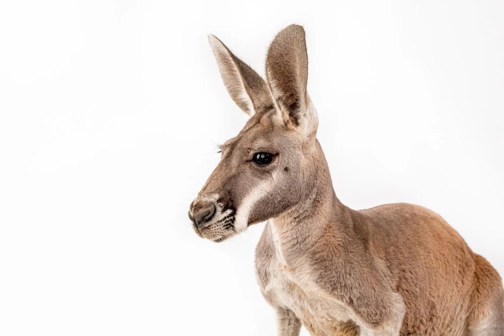 charlie-nunn-photography-animals-portraits-los-angeles-california.jpg
