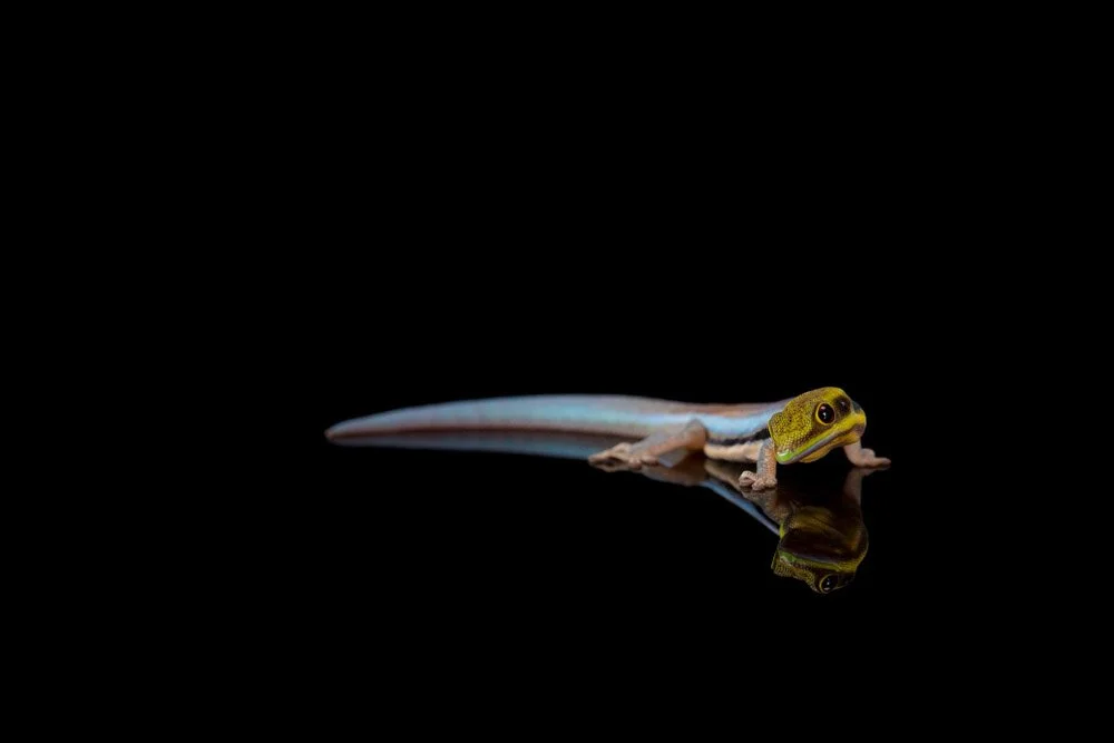 charlie-nunn-photography-animals-portraits-los-angeles-california (28).jpg