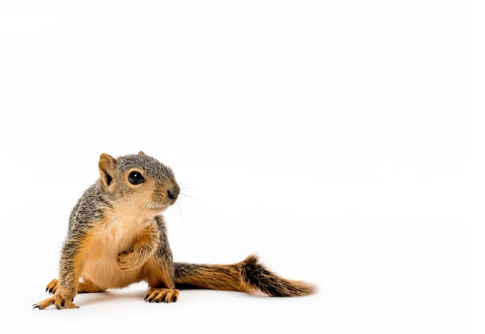 charlie-nunn-photography-animals-portraits-los-angeles-california (25).jpg