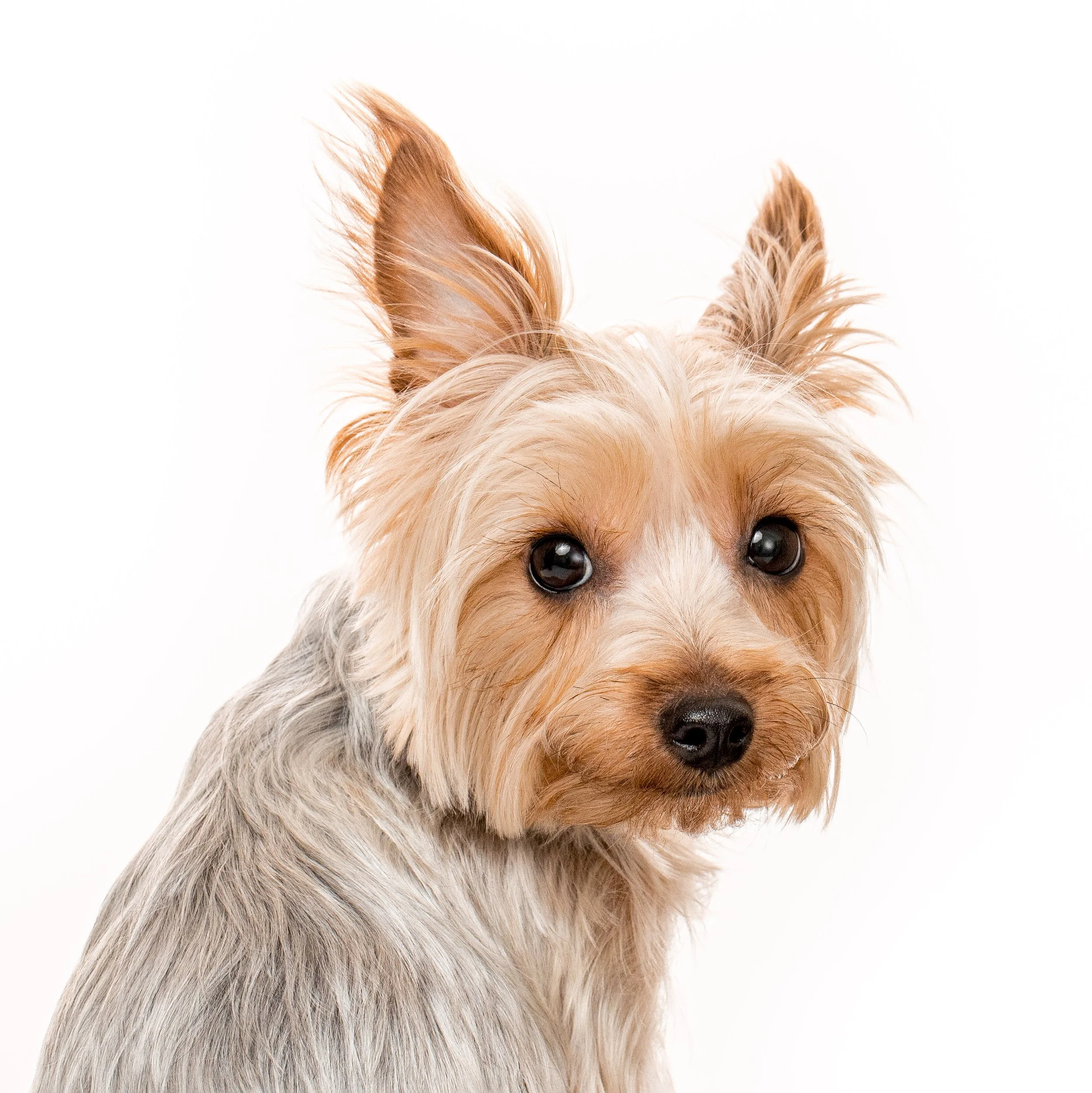 2024 12 11 Massie-103 copy.jpg