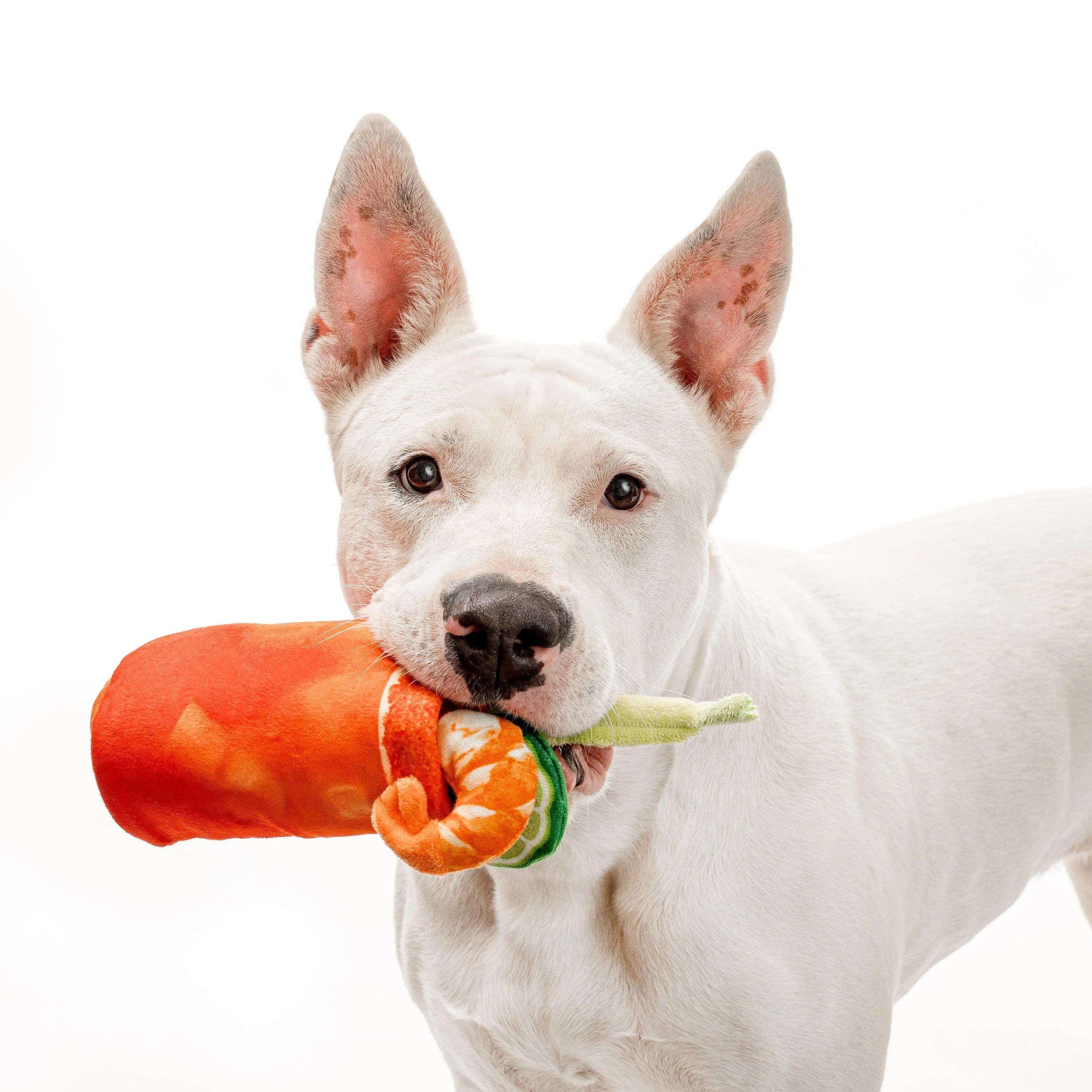 2024 12 18 Outta the Cage-107.jpg