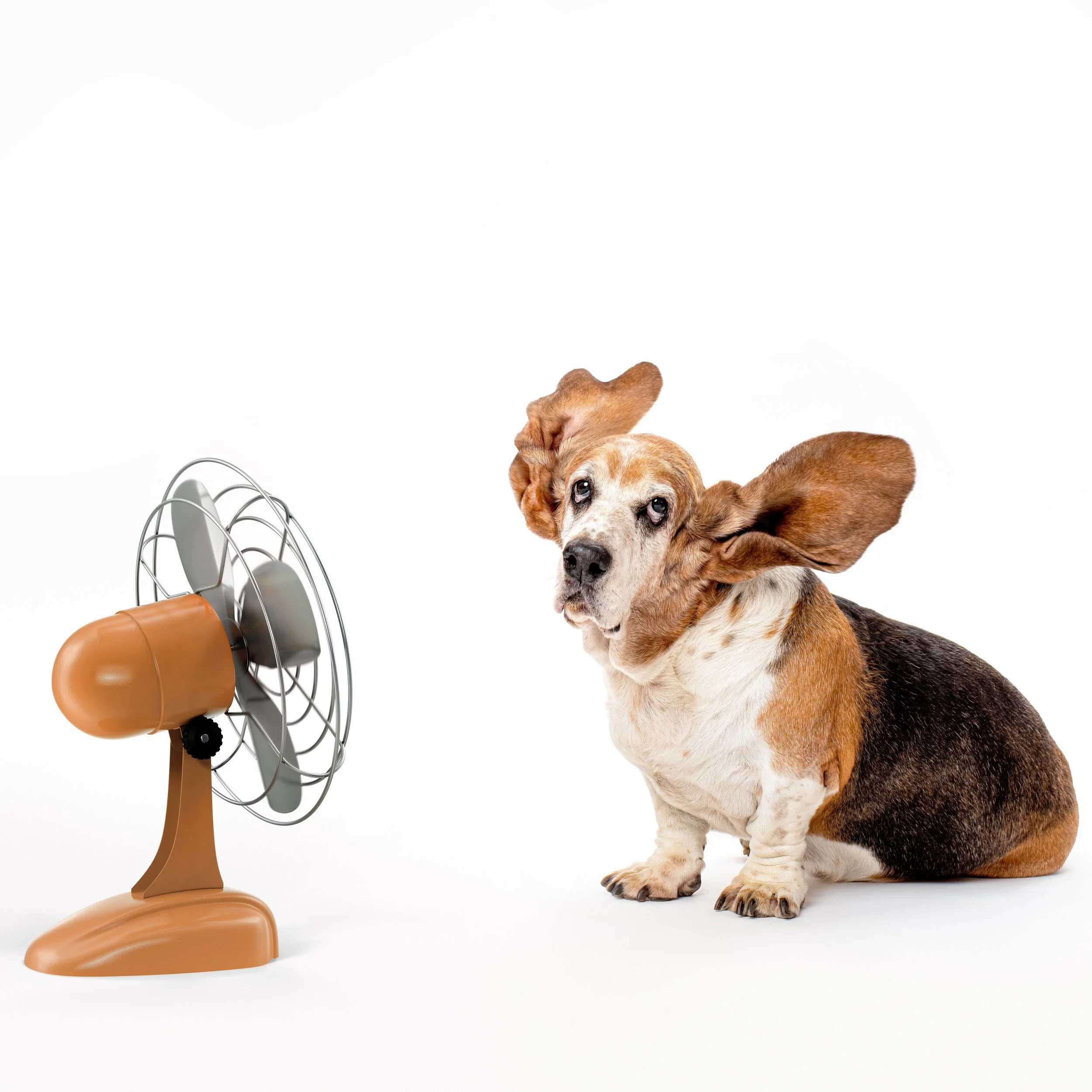 2020 12 06 Wang-198 v12.jpg