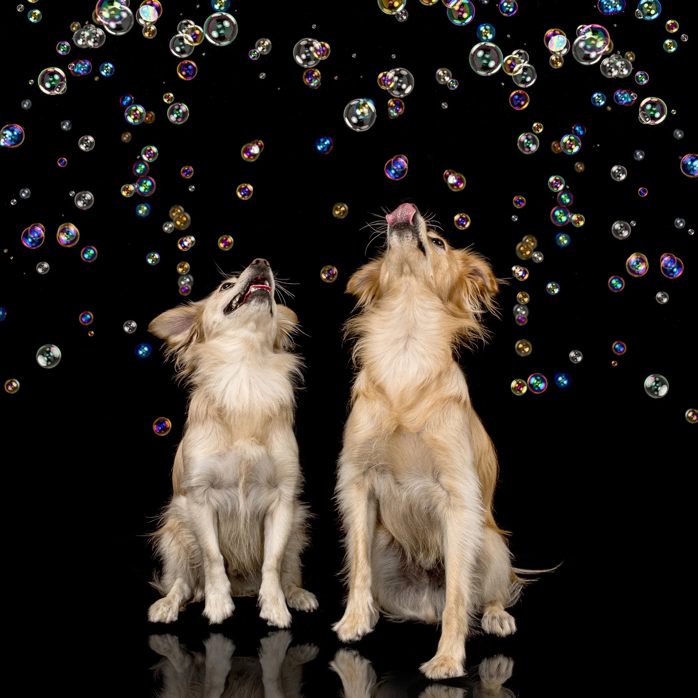 2023 09 09 Schwartz Bubble Edit 2 copy 2.jpg