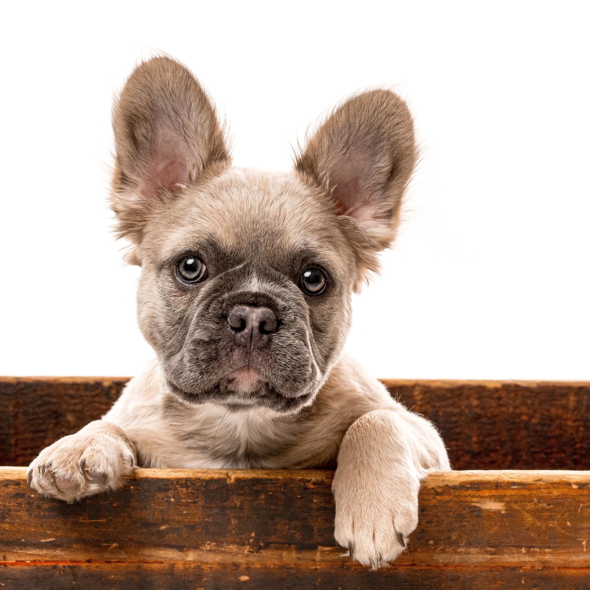 2025 03 15 Campbell-104 copy.jpg