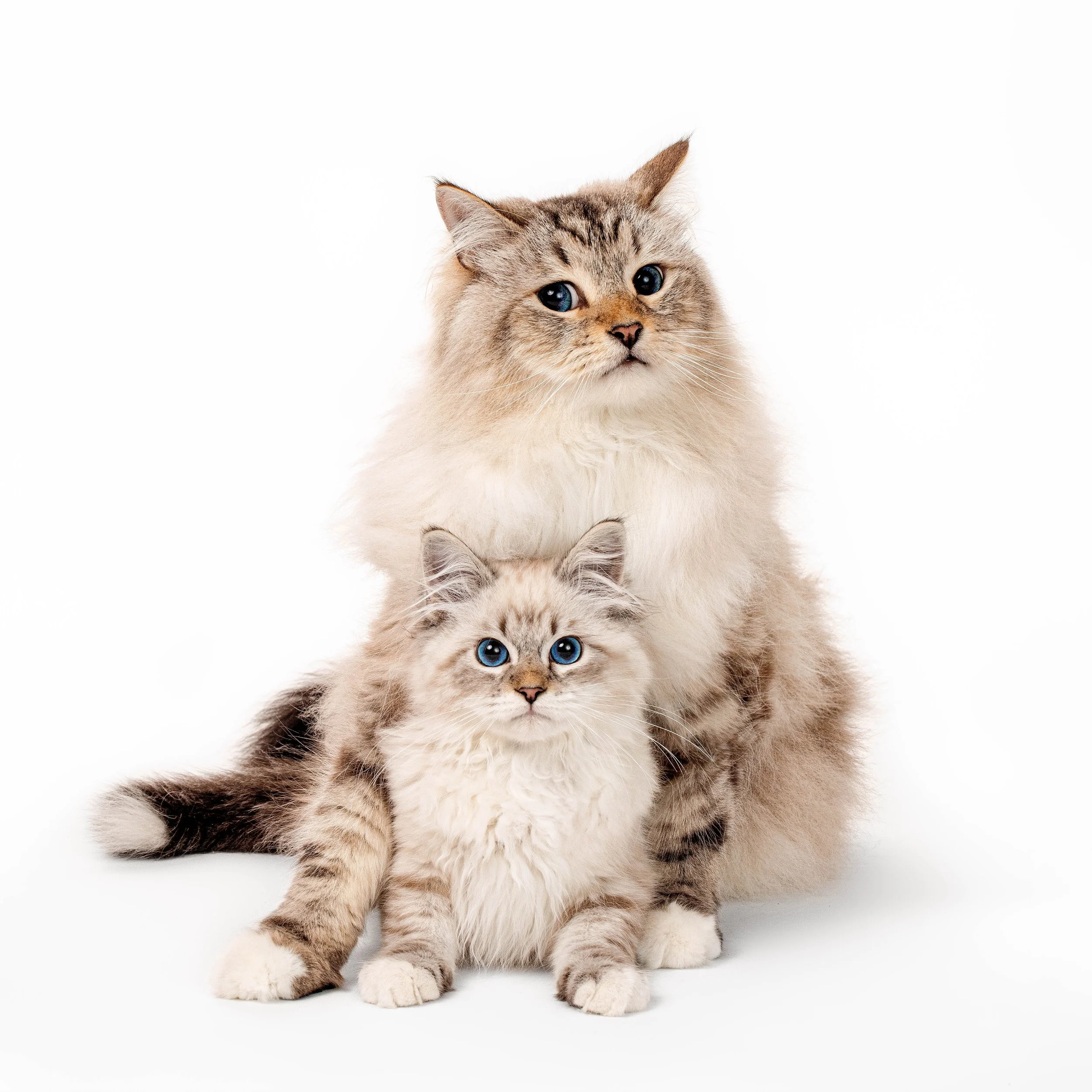 2023 06 30 Chipmunk-216-Edit.jpg