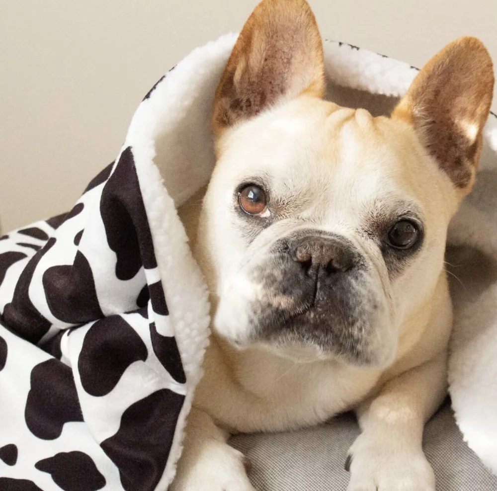 French bulldog print blanket sale