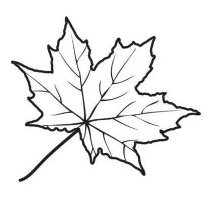 maple-leaf-outline-hand-drawn-maple-leaf-in-line-art-white-background_600x-4-2246438669.jpg